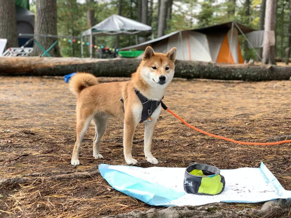 Dog camping gear sales list