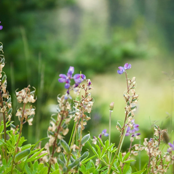 How to Identify Poisonous Plants? A Practical Guide