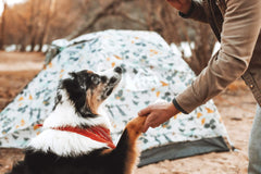 How To Camp With A Dog?