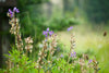 How to Identify Poisonous Plants? A Practical Guide