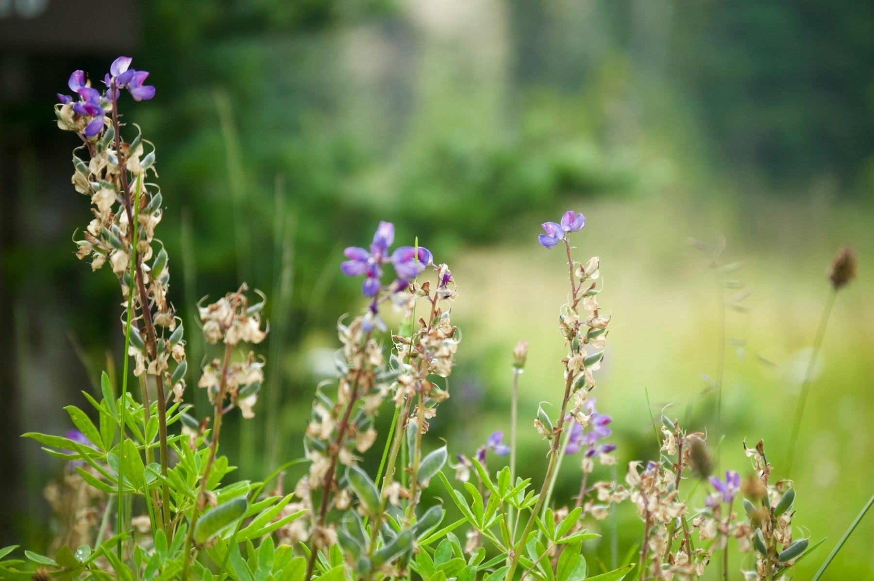 How to Identify Poisonous Plants? A Practical Guide