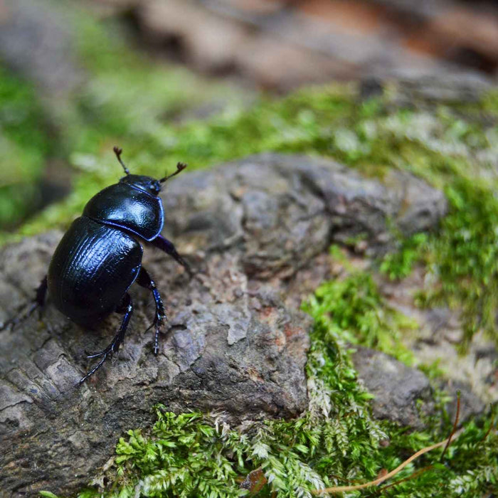 Bugs bugs go away!